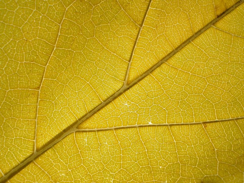 I colori dell''autunno...